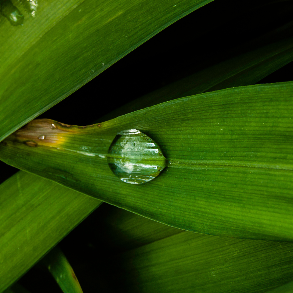 Close-up of a water droplet on a green leaf with a dark background