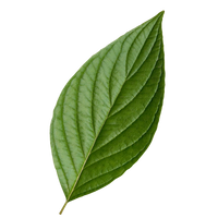 Green leaf on a white background