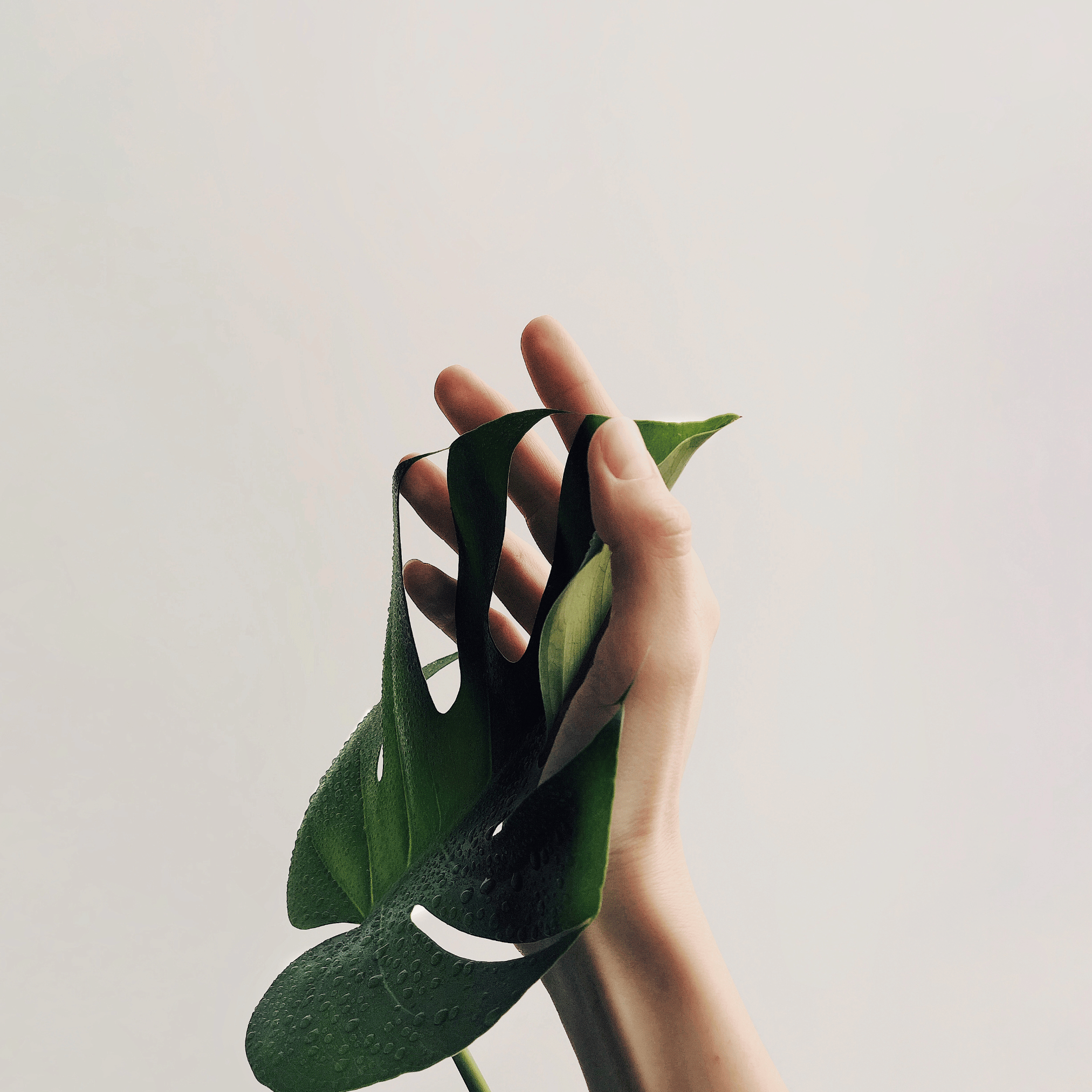Hand holding a large green leaf against a plain background